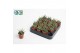 Haworthia fasciata big band 