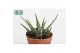 Haworthia fasciata big band 