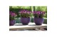 Celosia deep purple caracas decorum + hoes 