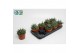 Haworthia concolor 