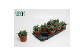 Haworthia concolor