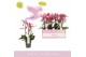 Phalaenopsis multiflora oranje Aromio Floral 3 tak 