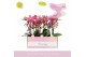 Phalaenopsis multiflora oranje Aromio Floral 3 tak 