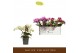 Phalaenopsis multiflora mix 3 tak freedanzo mix 