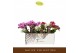 Phalaenopsis multiflora mix 3 tak freedanzo mix 