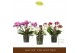 Phalaenopsis multiflora mix 3 tak freedanzo mix 