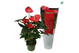 Anthurium andr. oklahoma