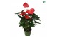 Anthurium andr. oklahoma 