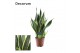 Sansevieria trifasciata futura superba decorum 