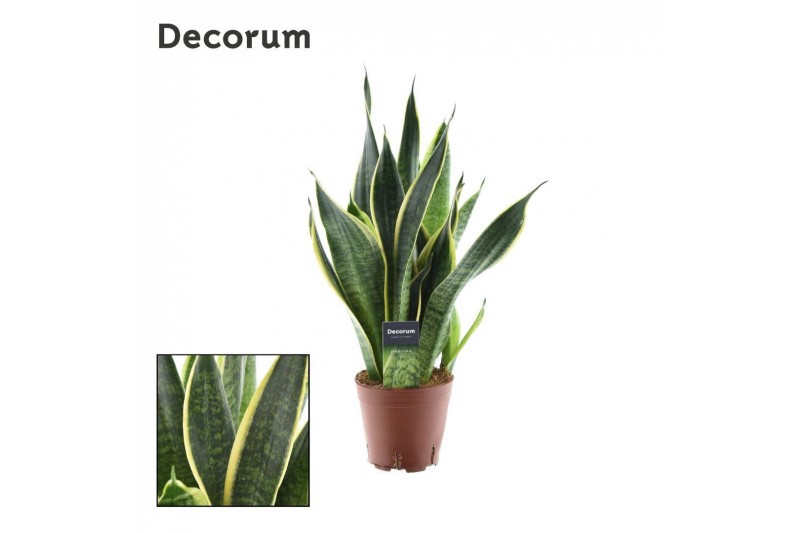 Sansevieria trifasciata futura superba decorum Sansevieria trifasciata futura superba decorum