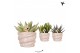 Succulenten mix Kolibri Greens Succelenten mix in Octopus pot 1 pp  cm 