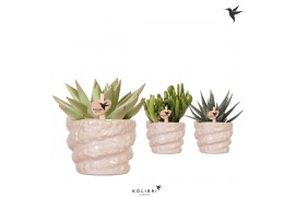 Succulenten mix Kolibri Greens Succelenten mix in Octopus pot 1 pp  cm