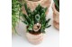 Succulenten mix Kolibri Greens Succelenten mix in Octopus pot 1 pp  cm 