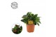 Peperomia clusiifolia red margin Peperomia Clussifolia Red Margin 15cm 
