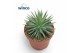 Agave nana Agave Toumayena Bella 