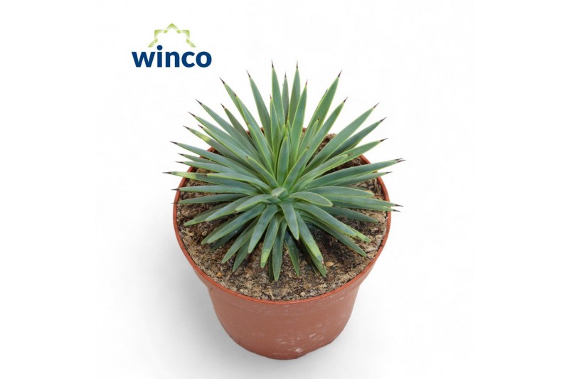 Agave nana Agave Toumayena Bella 