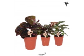Calathea mix Kolibri Greens Calathea mix cm diameter 1 pp