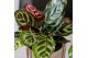 Calathea mix Kolibri Greens Calathea mix cm diameter 1 pp 
