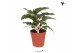 Calathea mix Kolibri Greens Calathea Freddie 1 pp  cm diameter 