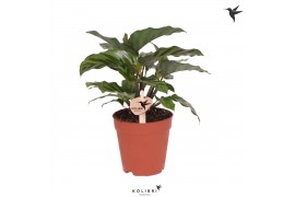 Calathea mix Kolibri Greens Calathea Freddie 1 pp  cm diameter