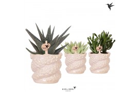 Succulenten mix Kolibri Greens Succelenten mix in Octopus pot pink 1 p