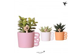 Succulenten mix Kolibri Greens Succulenten mix in Happy Mug pot mix 1 