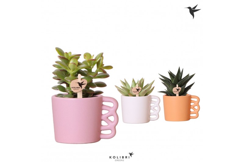 Succulenten mix Kolibri Greens Succulenten mix in Happy Mug pot mix 1  