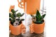 Succulenten mix Kolibri Greens Succulenten mix in Happy Mug pot mix 1  
