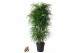 Dracaena reflexa anita Variegata vertakt 