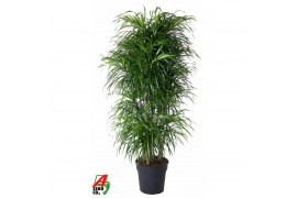 Dracaena reflexa anita Variegata vertakt