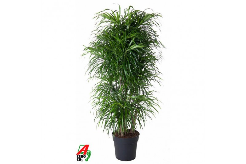 Dracaena reflexa anita Variegata vertakt Dracaena reflexa anita Variegata vertakt