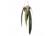 Anthurium Anthurium Wendlingeri zonder bloem bl. 
