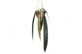 Anthurium Anthurium Wendlingeri zonder bloem bl.