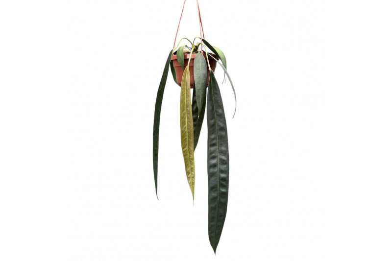 Anthurium Anthurium Wendlingeri zonder bloem bl. Anthurium Anthurium Wendlingeri zonder bloem bl.