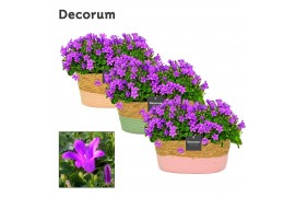 Campanula port. porto longlife decorum field basket