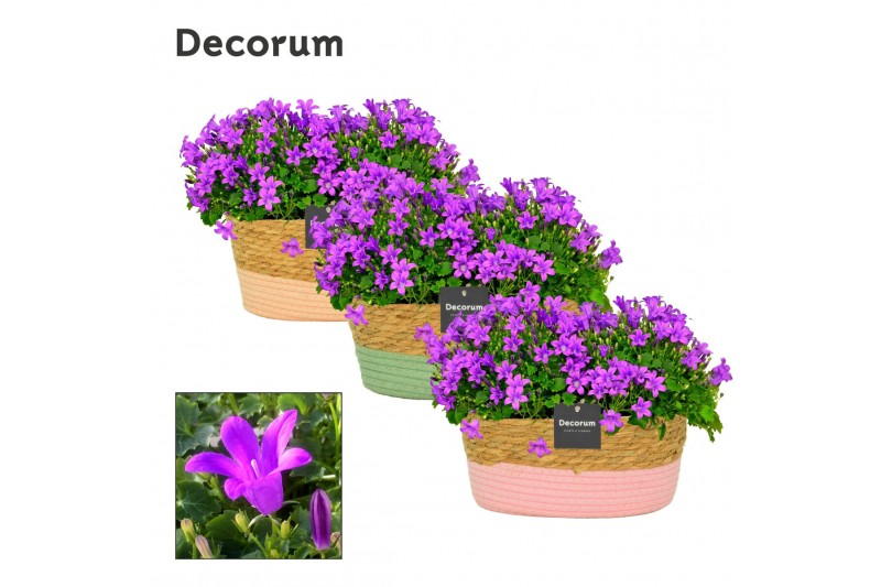 Campanula port. porto longlife decorum field basket 