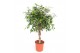 Ficus benjamina exotica vlechtstam 