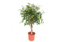 Ficus benjamina exotica vlechtstam