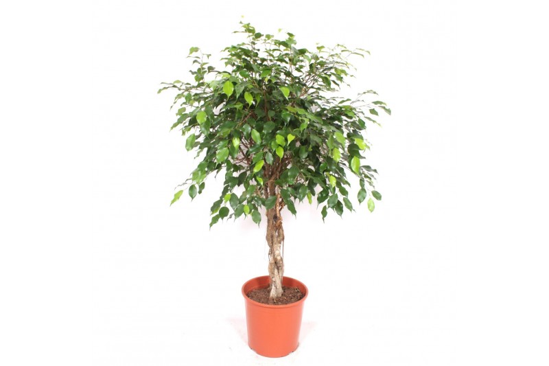 Ficus benjamina exotica vlechtstam 
