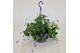 Streptocarpus saxorum Streptocarpus saxorum 25 cm Hangpot 4 pp 
