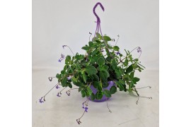 Streptocarpus saxorum Streptocarpus saxorum 25 cm Hangpot 4 pp