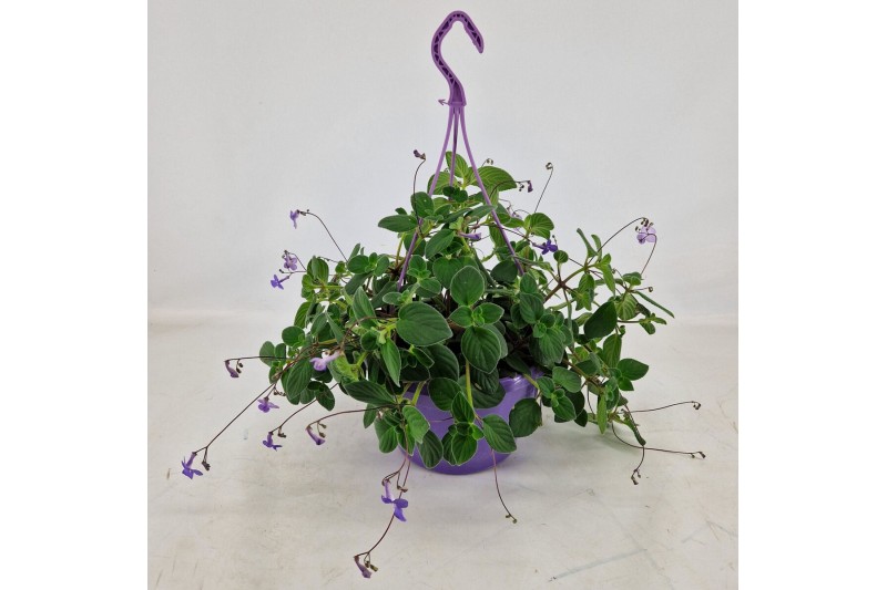 Streptocarpus saxorum Streptocarpus saxorum 25 cm Hangpot 4 pp Streptocarpus saxorum Streptocarpus saxorum 25 cm Hangpot 4 pp