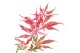 Acer palmatum extravaganza 