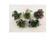 Petunia mixkar Petunia mixlaag 