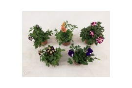 Petunia mixkar Petunia mixlaag