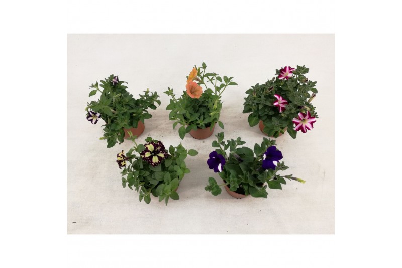 Petunia mixkar Petunia mixlaag 