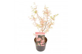 Acer palmatum taylor