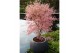 Acer palmatum taylor 