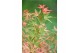 Acer palmatum taylor 