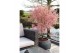 Acer palmatum taylor 